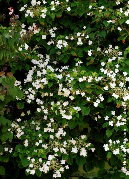 © Hortival Diffusion - Tous droits réservés