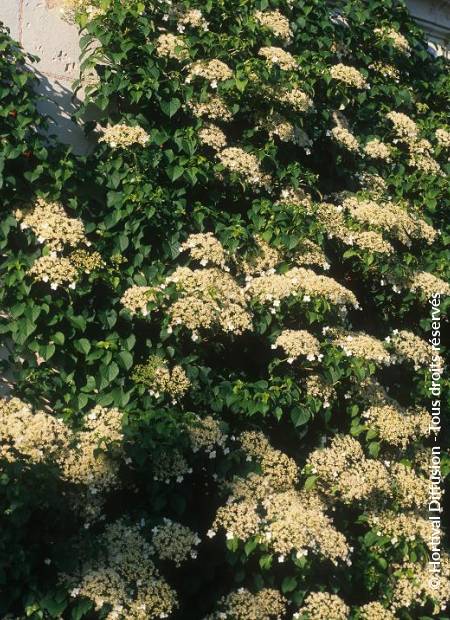 © Hortival Diffusion - Tous droits réservés