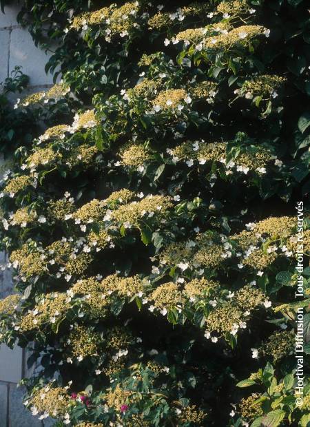 © Hortival Diffusion - Tous droits réservés