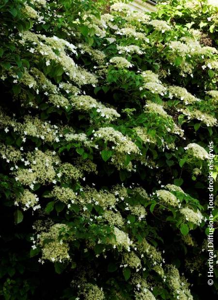 © Hortival Diffusion - Tous droits réservés