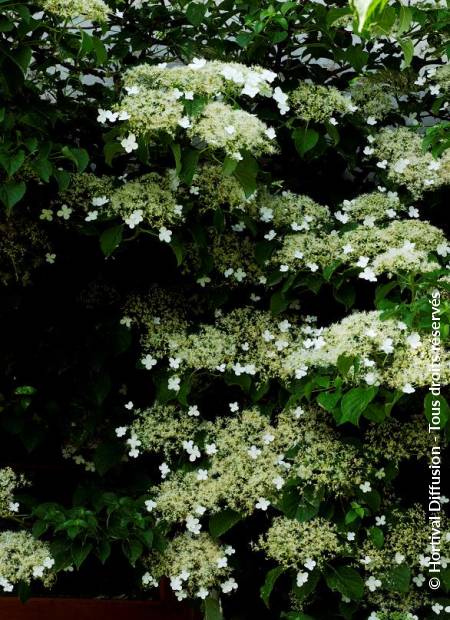 © Hortival Diffusion - Tous droits réservés