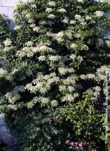 © Hortival Diffusion - Tous droits réservés