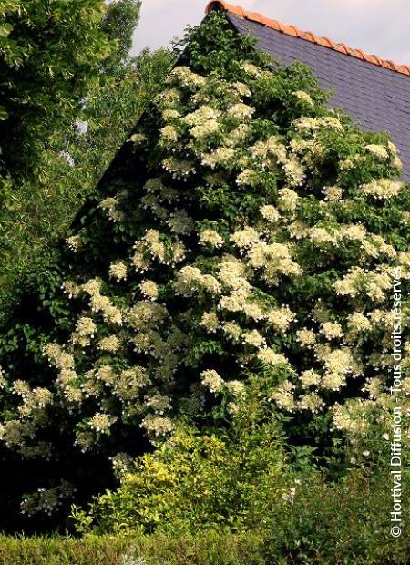 © Hortival Diffusion - Tous droits réservés