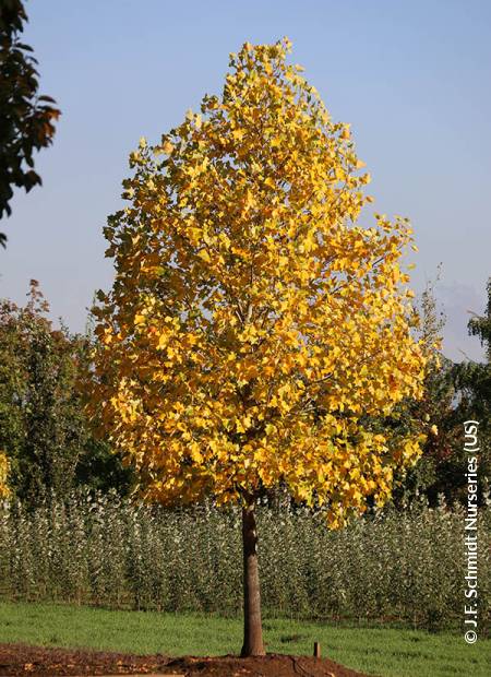 © J.F. Schmidt Nurseries (US)