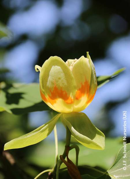 © J.F. Schmidt Nurseries (US)