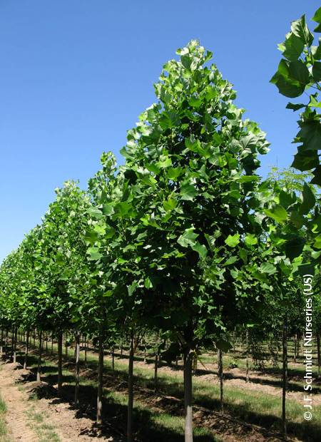© J.F. Schmidt Nurseries (US)