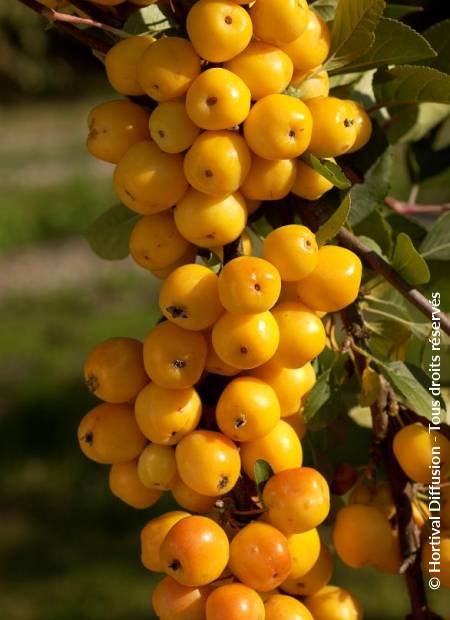 © Hortival Diffusion - Tous droits réservés