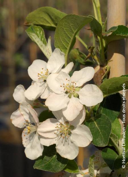 © Hortival Diffusion - Tous droits réservés