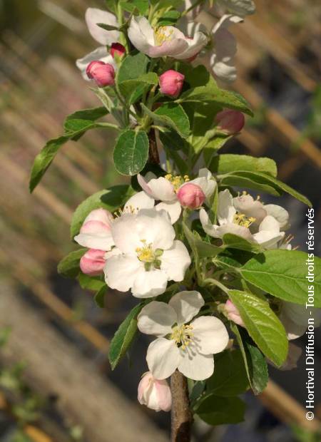 © Hortival Diffusion - Tous droits réservés