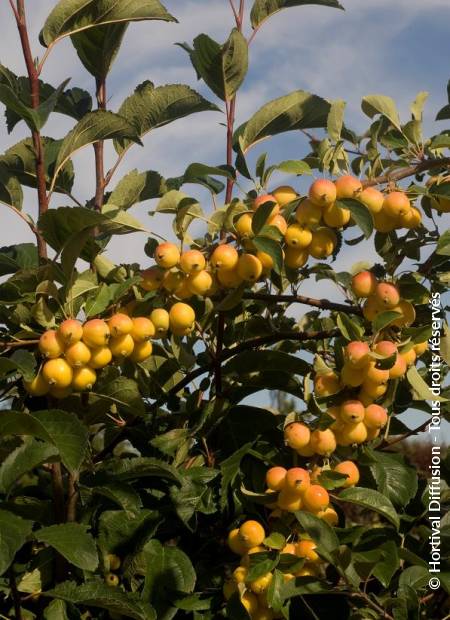 © Hortival Diffusion - Tous droits réservés