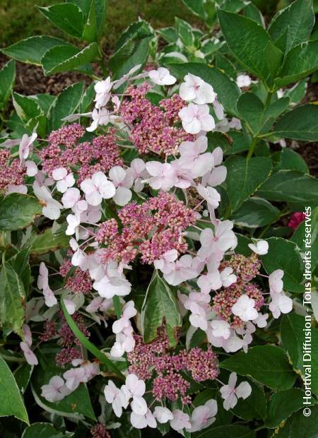 © Hortival Diffusion - Tous droits réservés