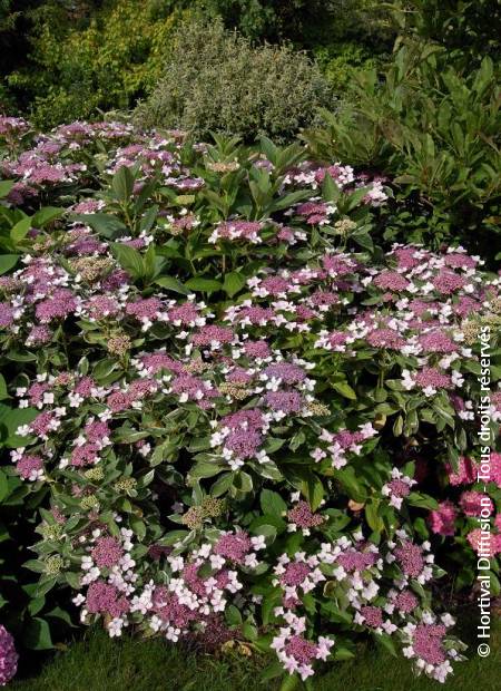 © Hortival Diffusion - Tous droits réservés