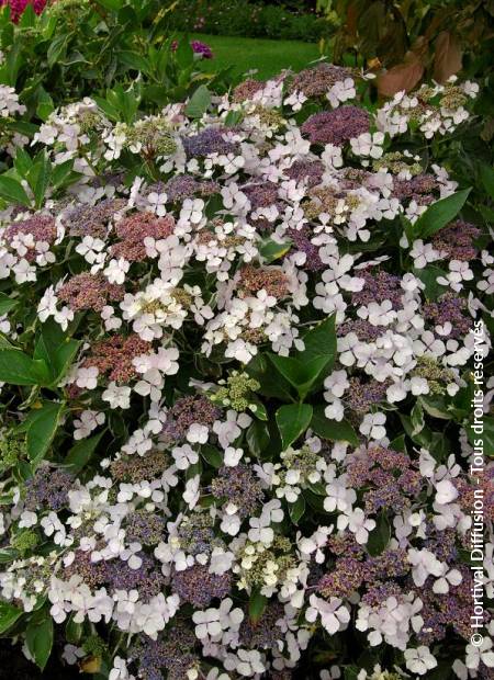 © Hortival Diffusion - Tous droits réservés