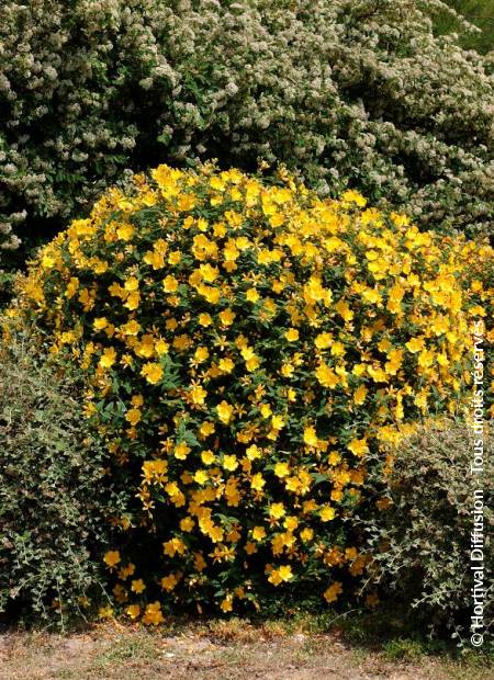 © Hortival Diffusion - Tous droits réservés