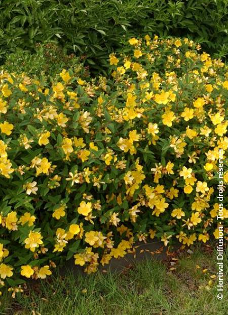 © Hortival Diffusion - Tous droits réservés