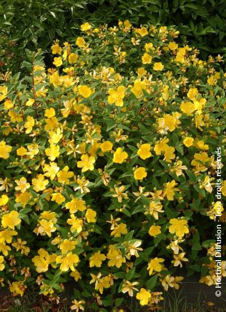 © Hortival Diffusion - Tous droits réservés