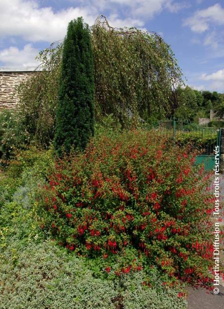 © Hortival Diffusion - Tous droits réservés