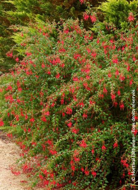 © Hortival Diffusion - Tous droits réservés