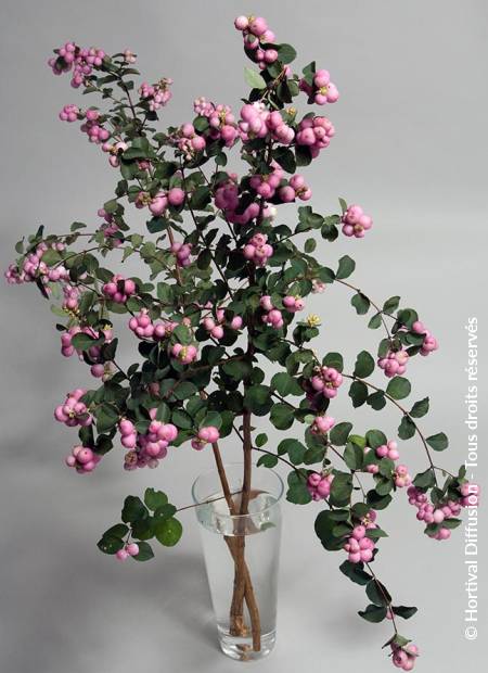 © Hortival Diffusion - Tous droits réservés