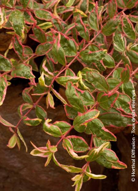 © Hortival Diffusion - Tous droits réservés