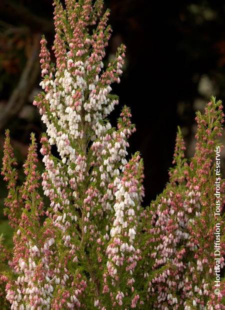 © Hortival Diffusion - Tous droits réservés