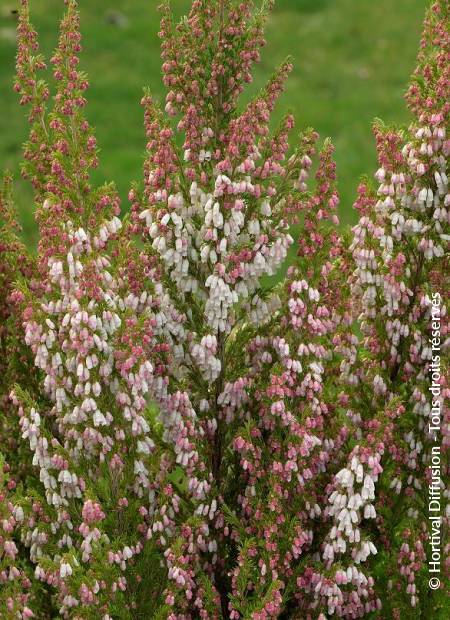 ERICA arborea x veitchii GREAT STAR (R) 'Le Vasterival' | Minier ...