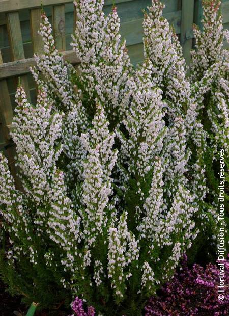 © Hortival Diffusion - Tous droits réservés