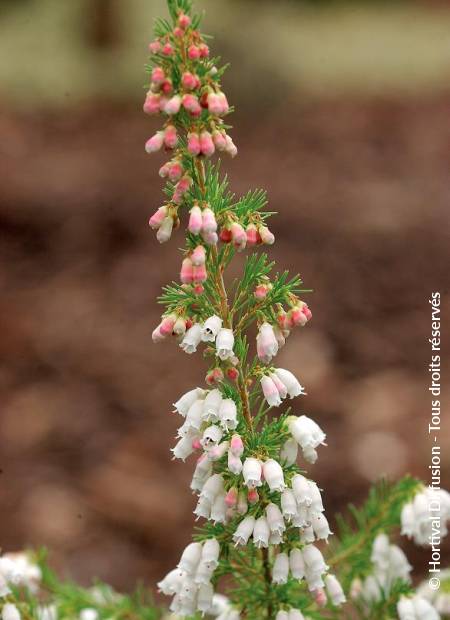 © Hortival Diffusion - Tous droits réservés