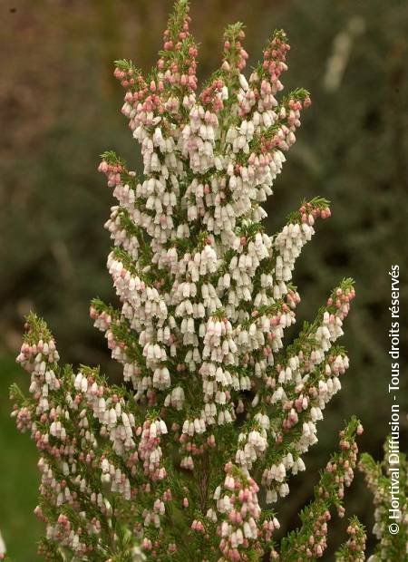 © Hortival Diffusion - Tous droits réservés