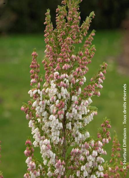 © Hortival Diffusion - Tous droits réservés