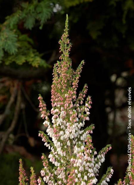 © Hortival Diffusion - Tous droits réservés