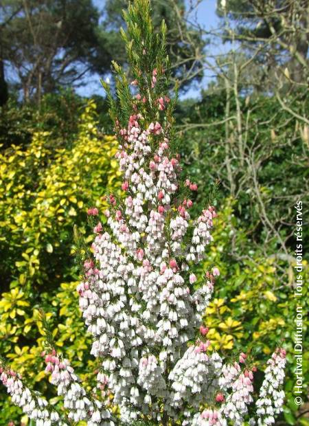 © Hortival Diffusion - Tous droits réservés