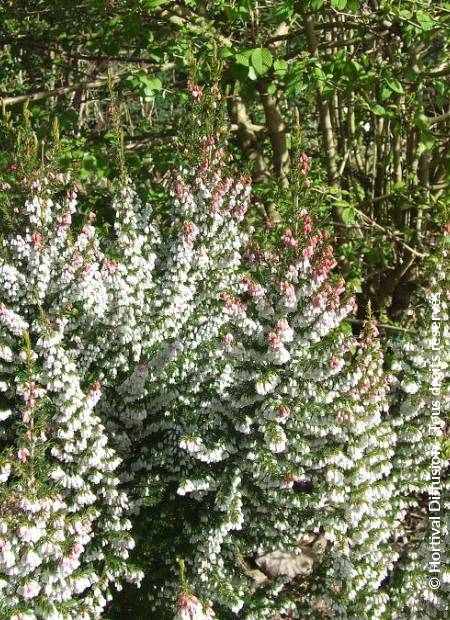 © Hortival Diffusion - Tous droits réservés