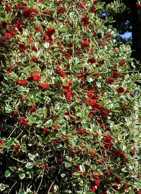 © Hortival Diffusion - Tous droits réservés