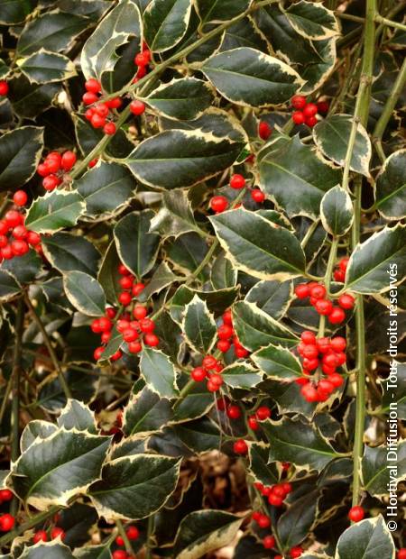 © Hortival Diffusion - Tous droits réservés