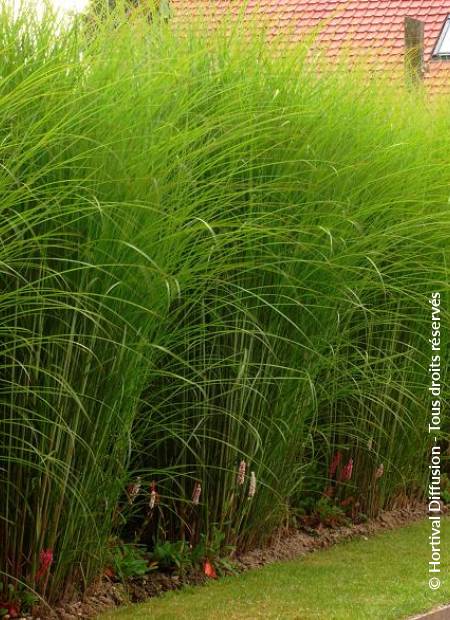 © Hortival Diffusion - Tous droits réservés