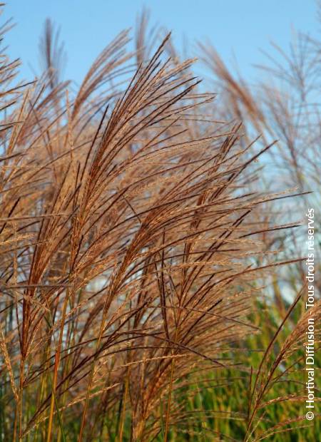 © Hortival Diffusion - Tous droits réservés