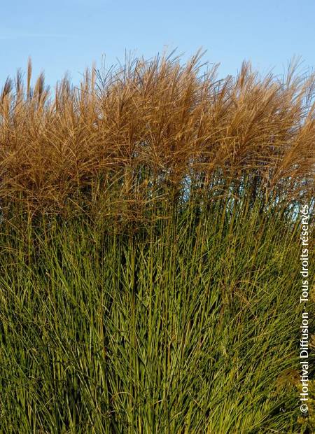 © Hortival Diffusion - Tous droits réservés