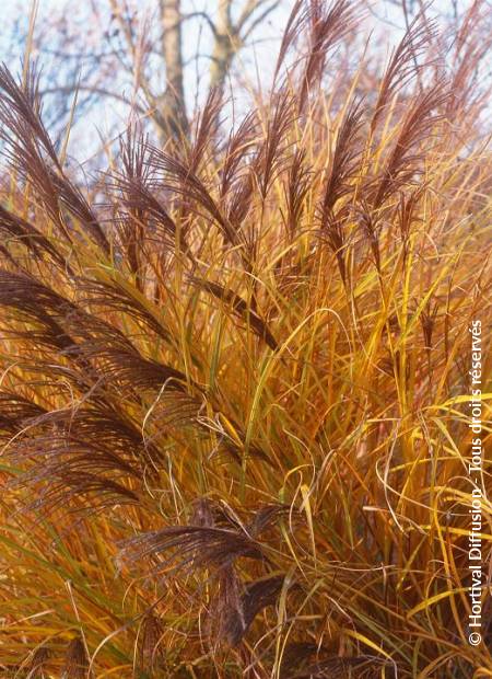 © Hortival Diffusion - Tous droits réservés