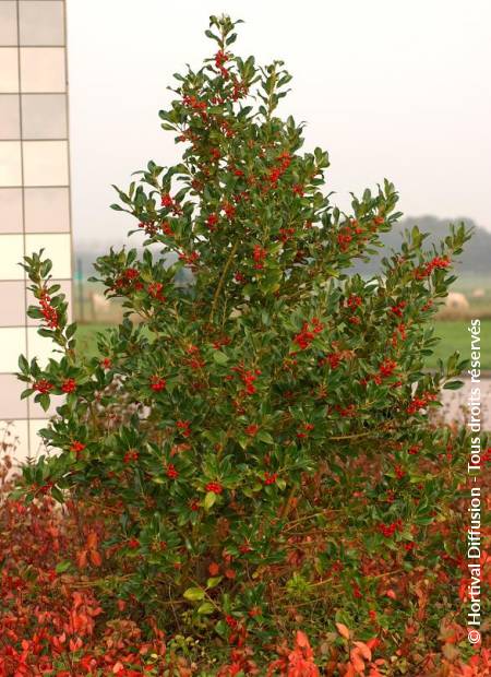 © Hortival Diffusion - Tous droits réservés