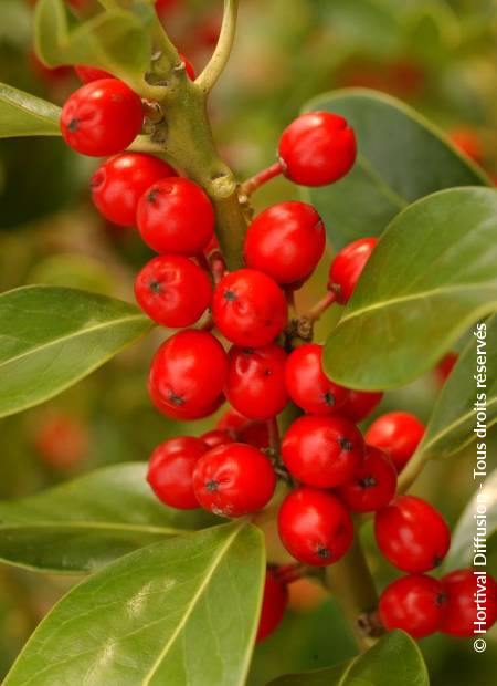 © Hortival Diffusion - Tous droits réservés