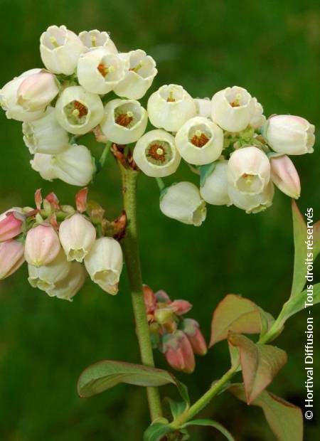 © Hortival Diffusion - Tous droits réservés