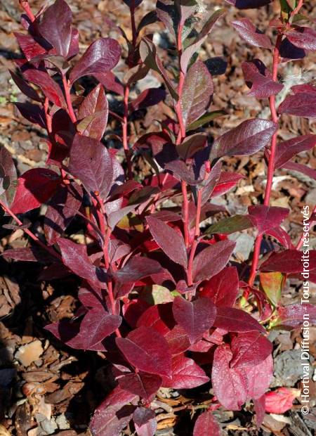 © Hortival Diffusion - Tous droits réservés