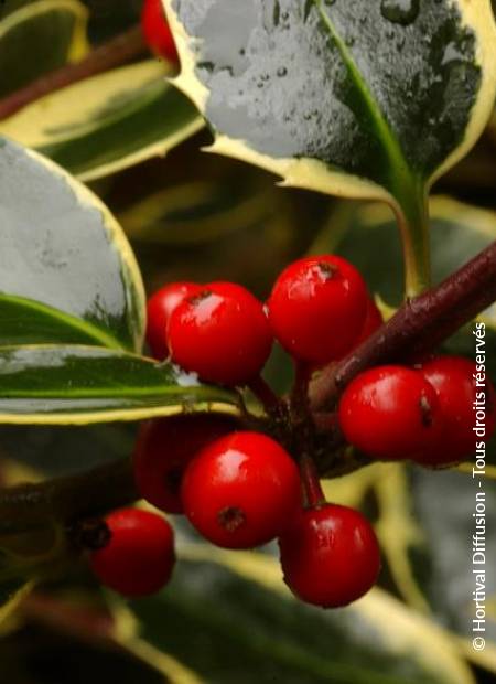 © Hortival Diffusion - Tous droits réservés