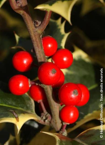 © Hortival Diffusion - Tous droits réservés