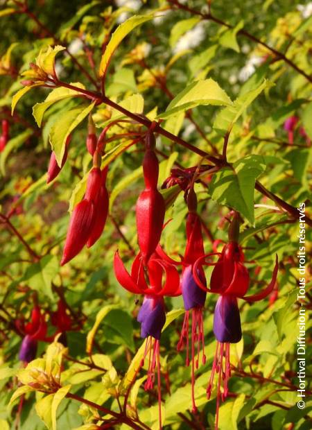 © Hortival Diffusion - Tous droits réservés