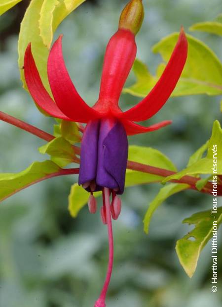 © Hortival Diffusion - Tous droits réservés