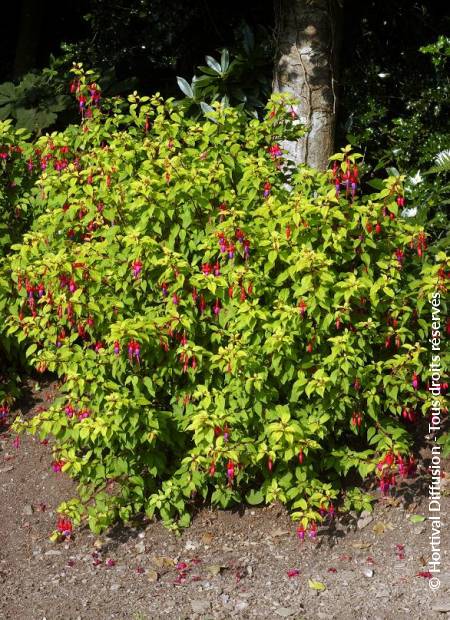 © Hortival Diffusion - Tous droits réservés