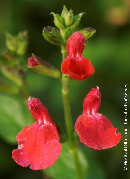 © Hortival Diffusion - Tous droits réservés