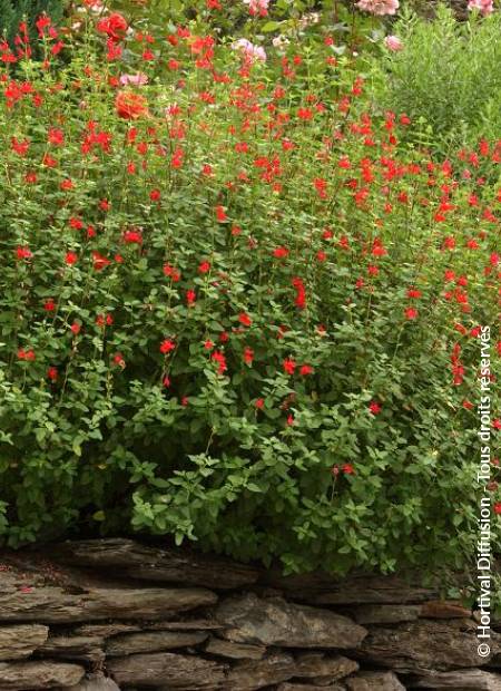 © Hortival Diffusion - Tous droits réservés